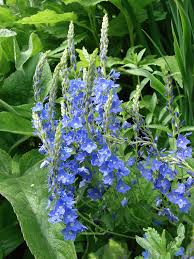 Image result for Veronica teucrium