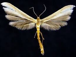 Attēlu rezultāti vaicājumam “Platyptilia tesseradactyla”