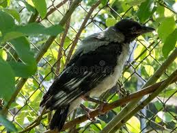 Attēlu rezultāti vaicājumam “Corvus cornix juvenile”