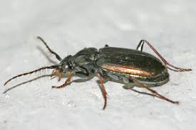 Attēlu rezultāti vaicājumam “Loricera pilicornis”