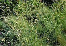 Attēlu rezultāti vaicājumam “Helictotrichon pratense”