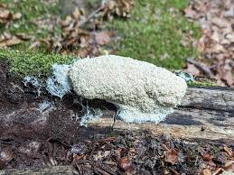 Attēlu rezultāti vaicājumam “Fuligo cinerea spores”