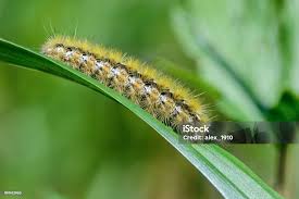 Attēlu rezultāti vaicājumam “Rhyparia purpurata”