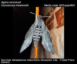Attēlu rezultāti vaicājumam “Agrius convolvuli”