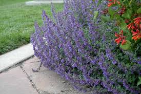 Attēlu rezultāti vaicājumam “Nepeta x faassenii”