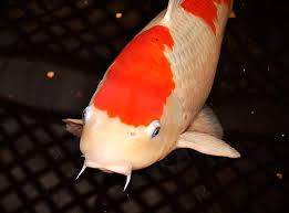 Image result for Cyprinus carpio