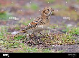 Image result for Calcarius lapponicus