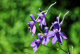 Image result for Consolida regalis