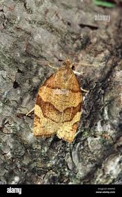 Attēlu rezultāti vaicājumam “Pandemis heparana”