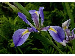 Image result for Iris