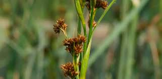 Attēlu rezultāti vaicājumam “Cladium mariscus flower”