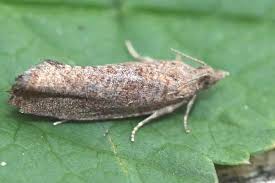 Attēlu rezultāti vaicājumam “Epinotia trigonella”