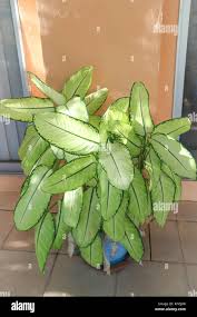 Image result for Leaves Green Bowmen