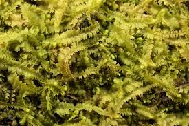 Attēlu rezultāti vaicājumam “Geocalyx graveolens”