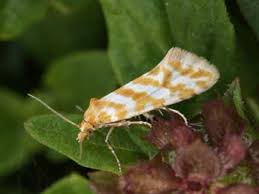 Attēlu rezultāti vaicājumam “Aethes margaritana”