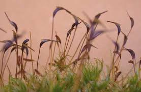 Attēlu rezultāti vaicājumam “Dicranum montanum sporophyte”