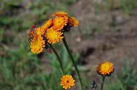 Attēlu rezultāti vaicājumam “Pilosella aurantiaca flower”
