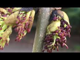 Attēlu rezultāti vaicājumam “Fraxinus excelsior Pendula bud”