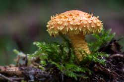 Attēlu rezultāti vaicājumam “Cribraria intricata macro”