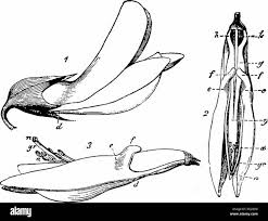 Attēlu rezultāti vaicājumam “Empis sp.”