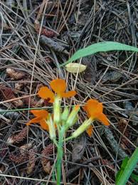Attēlu rezultāti vaicājumam “Erysimum hieracifolium”