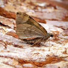 Attēlu rezultāti vaicājumam “Dysstroma truncata”