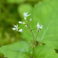 Attēlu rezultāti vaicājumam “Circaea alpina flower”