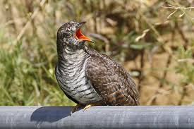 Attēlu rezultāti vaicājumam “Cuculus canorus juvenile”