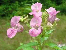 Attēlu rezultāti vaicājumam “Impatiens glandulifera fruit”
