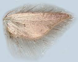 Attēlu rezultāti vaicājumam “Cribraria martinii”