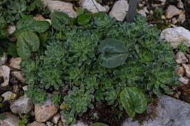 Image result for Steinbrech