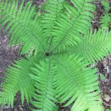 Attēlu rezultāti vaicājumam “Matteuccia struthiopteris”