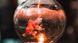 Image result for 金魚