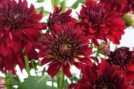 Image result for Dahlia Darkarin`