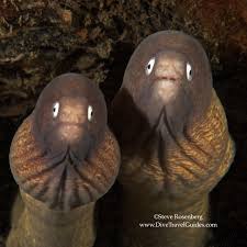 Attēlu rezultāti vaicājumam “Symphytocarpus trechisporus macro”