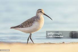 Attēlu rezultāti vaicājumam “Calidris ferruginea”
