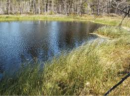 Attēlu rezultāti vaicājumam “Nehalennia speciosa”