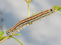 Attēlu rezultāti vaicājumam “Malacosoma neustria larva”