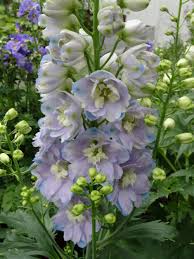Attēlu rezultāti vaicājumam “Delphinium elatum  flower”