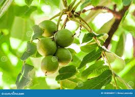 Attēlu rezultāti vaicājumam “Juglans ailanthifolia”