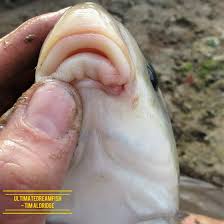 Image result for Ictiobus bubalus