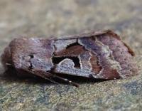 Attēlu rezultāti vaicājumam “Orthosia gothica”