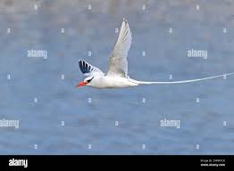 Image result for Phaethon aethereus