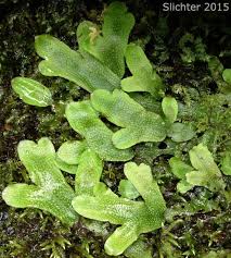 Attēlu rezultāti vaicājumam “Conocephalum conicum”