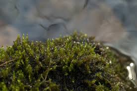 Attēlu rezultāti vaicājumam “Pseudotaxiphyllum elegans macro”