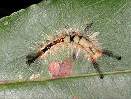 Attēlu rezultāti vaicājumam “Orgyia antiqua”