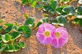 Attēlu rezultāti vaicājumam “Calystegia inflata”
