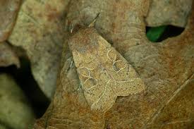 Attēlu rezultāti vaicājumam “Orthosia cerasi”