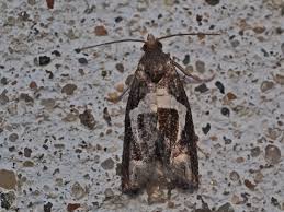 Attēlu rezultāti vaicājumam “Epiblema foenella”