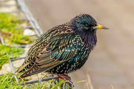 Attēlu rezultāti vaicājumam “Sturnus vulgaris male”